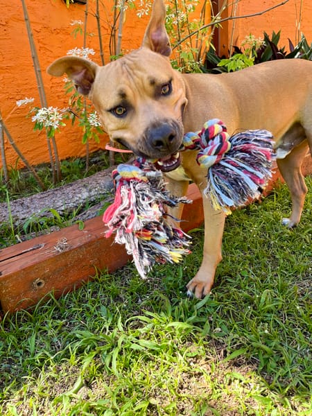 Omy, mâle croisé berger, né le 31/01/2024🐶