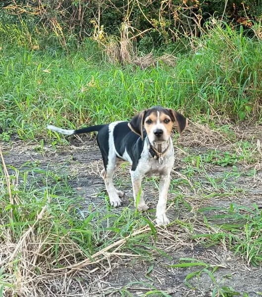 Vaillant, le plus gentil