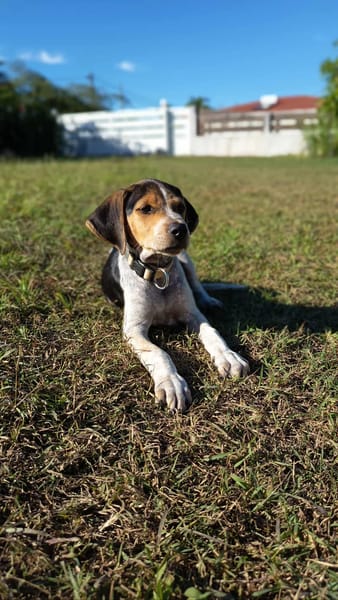 Vaillant, le plus gentil