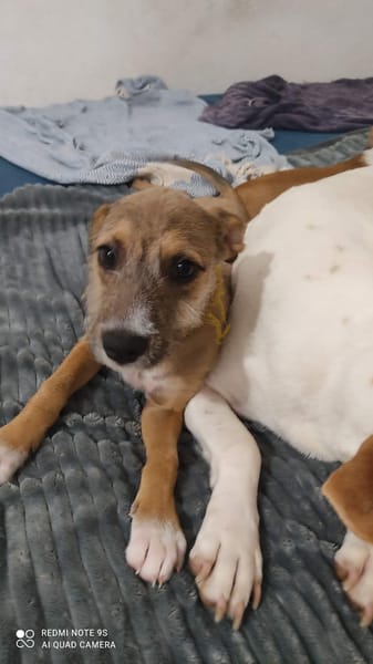 Ashley, l'ultra câline