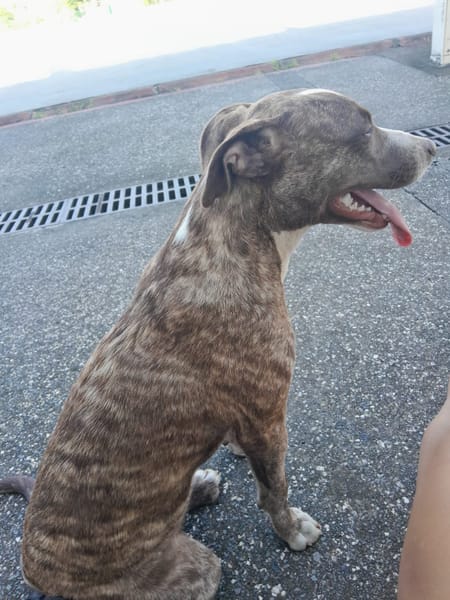 CANDY, chiot femelle Berger Créole