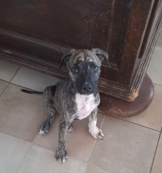 ZEUS, chiot berger créole mâle