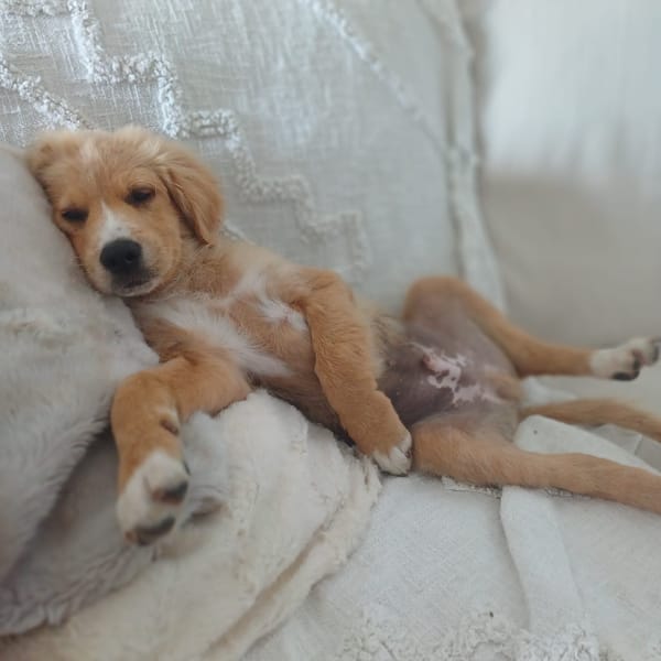 KODA, chiot mâle Croisé Retriever