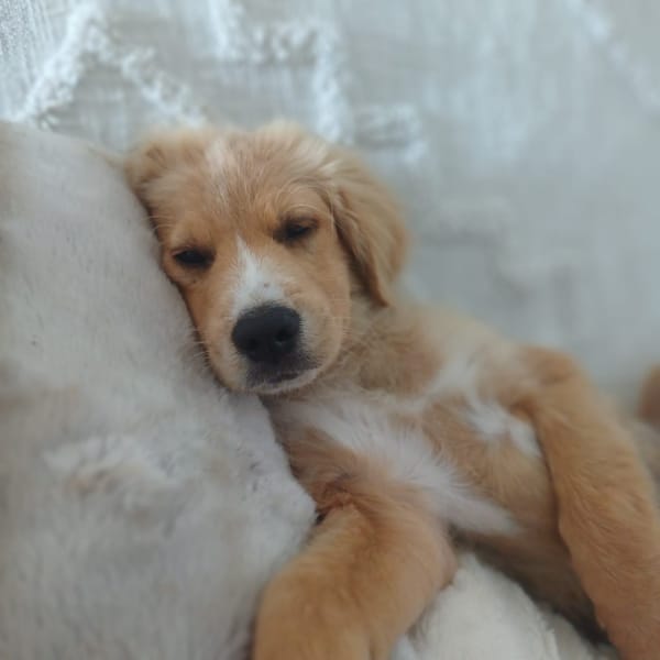 KODA, chiot mâle Croisé Retriever