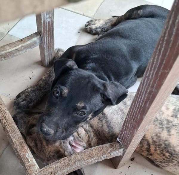 APOLLON, chiot Berger Créole mâle