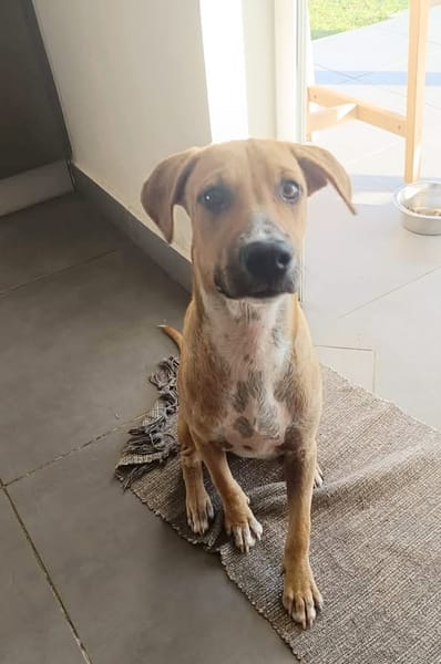 ATCHI, chiot berger créole mâle