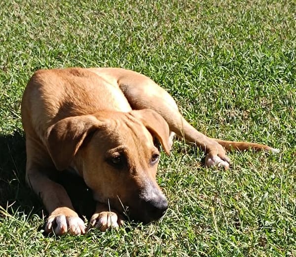 ATCHI, chiot berger créole mâle