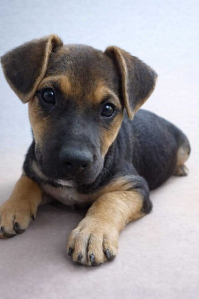 🐾 À L’ADOPTION – SPARKY 🐾