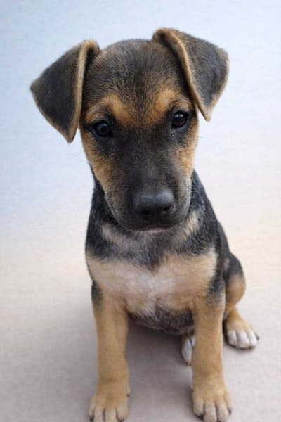 🐾 À L’ADOPTION – SPARKY 🐾