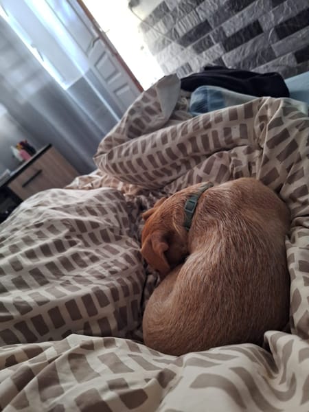 🐾 À L’ADOPTION – ZIVA, petite perle pleine de tendresse 🐾