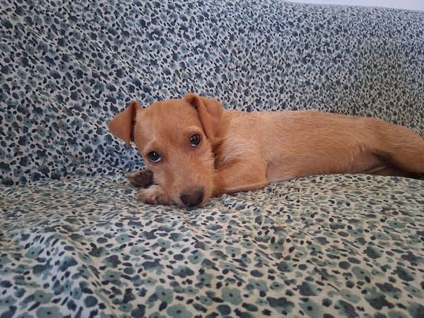 🐾 À L’ADOPTION – ZIVA, petite perle pleine de tendresse 🐾