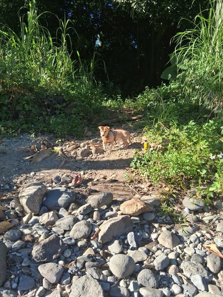 🐾 À L’ADOPTION – ZIVA, petite perle pleine de tendresse 🐾