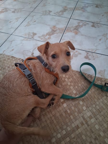 🐾 À L’ADOPTION – ZIVA, petite perle pleine de tendresse 🐾