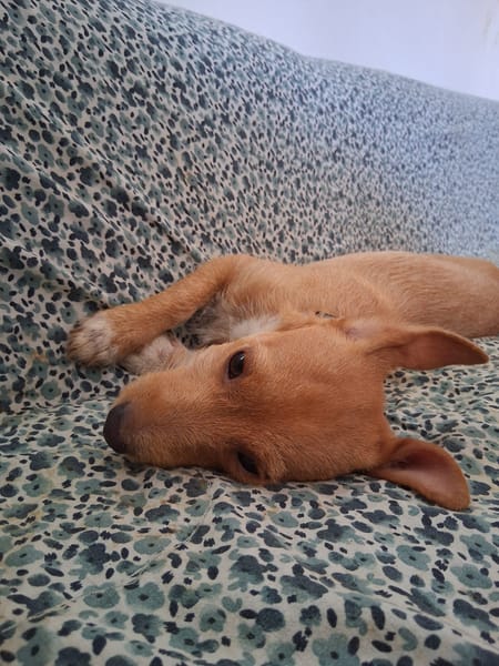 🐾 À L’ADOPTION – ZIVA, petite perle pleine de tendresse 🐾