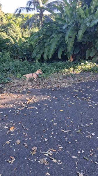 🐾 À L’ADOPTION – ZIVA, petite perle pleine de tendresse 🐾