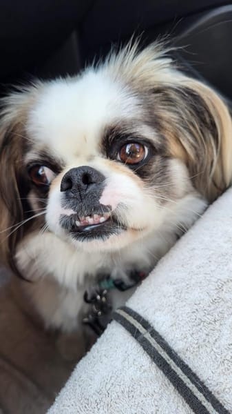 Medo sucht sein Kuschel-Zuhause