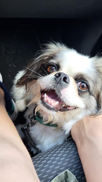 Medo sucht sein Kuschel-Zuhause