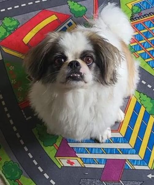 Medo sucht sein Kuschel-Zuhause