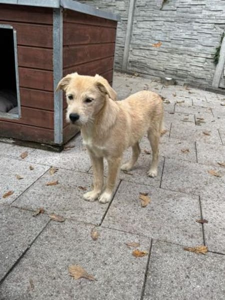 BARNY-zuckersüßer Jung-Rüde, 44 cm