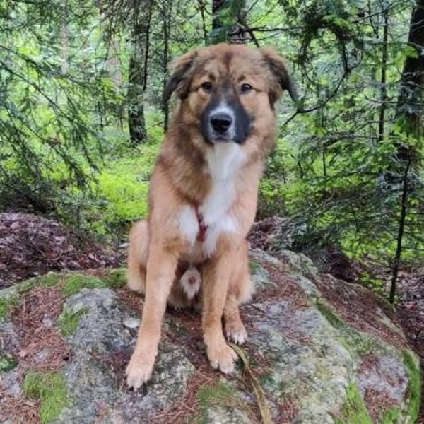 🐾💙Eddie sucht aktive Menschen💙