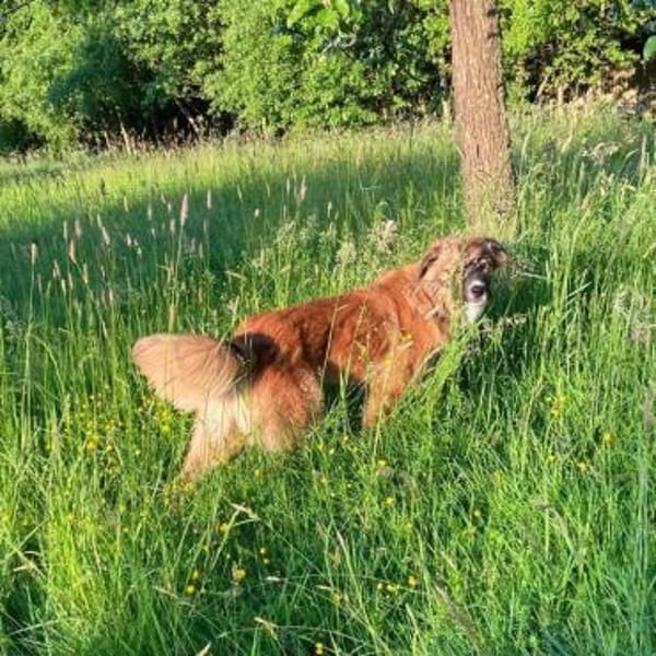 🐾💙Eddie sucht aktive Menschen💙