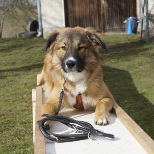 🐾💙Eddie sucht aktive Menschen💙