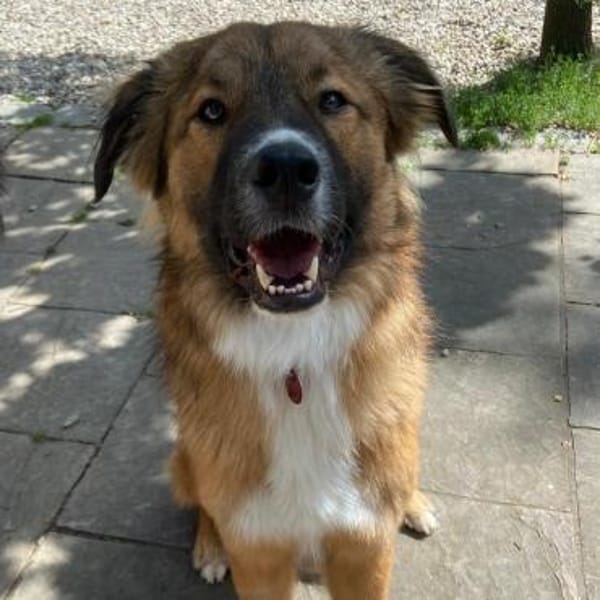 🐾💙Eddie sucht aktive Menschen💙