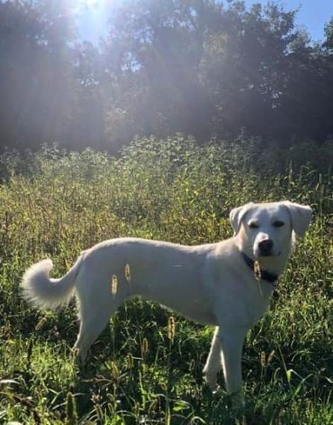 Bildhübsche Minosch sucht ein Zuhause