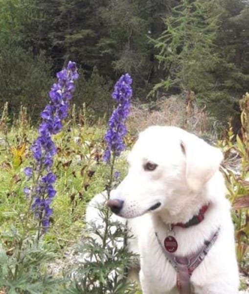 Bildhübsche Minosch sucht ein Zuhause