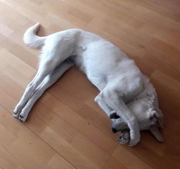 Bildhübsche Minosch sucht ein Zuhause