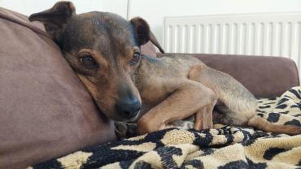 Verschmuster Pete sucht Abenteuer-Family