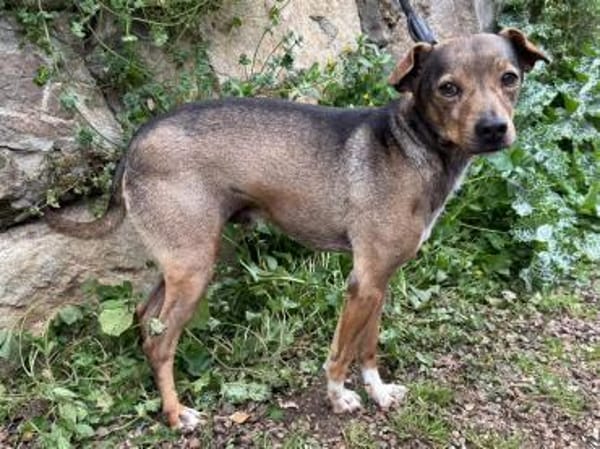 Verschmuster Pete sucht Abenteuer-Family