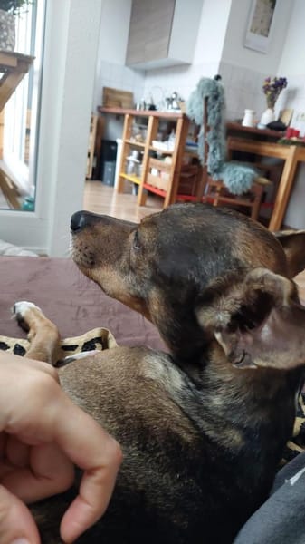 Verschmuster Pete sucht Abenteuer-Family