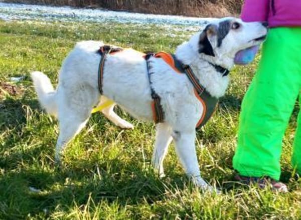 Deine neue Gefährtin