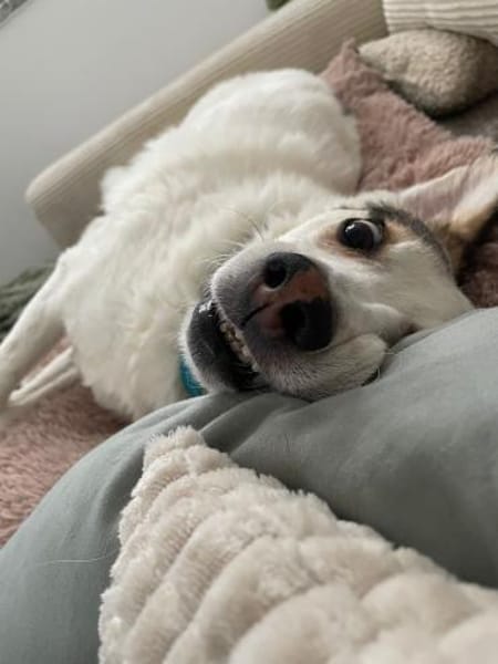 Deine neue Gefährtin