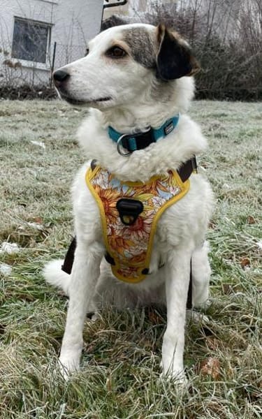 Deine neue Gefährtin