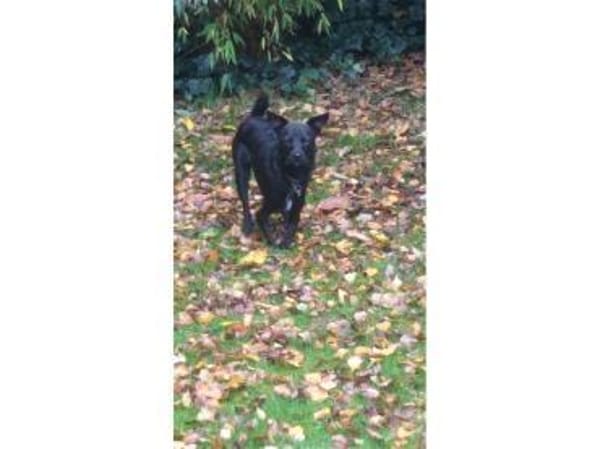 Pepino - wartet in 22459 Hamburg