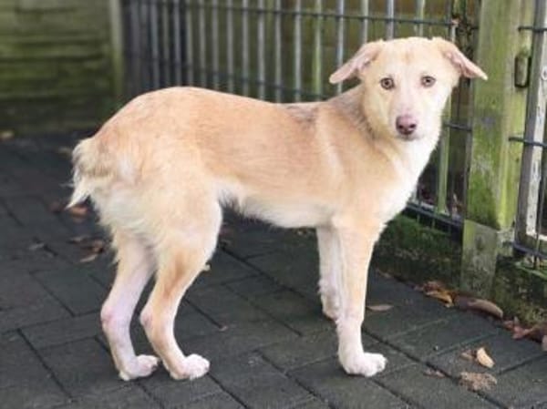 GRETCHEN-zauberhafte Jung-Hündin, 38 cm