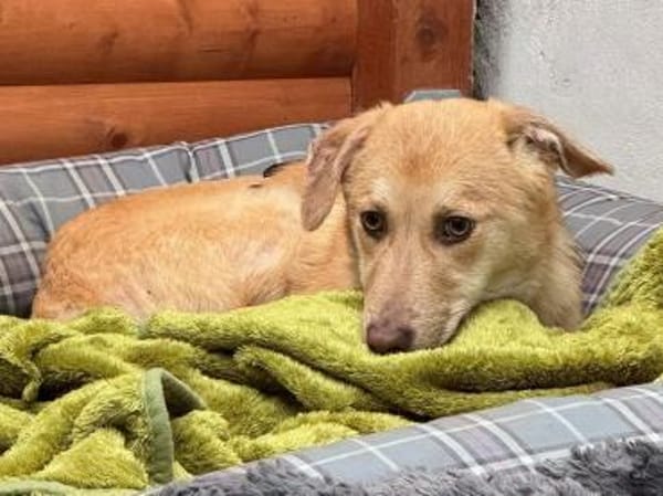 GRETCHEN-zauberhafte Jung-Hündin, 38 cm