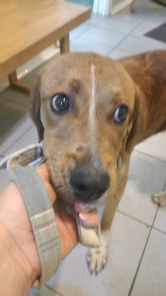 Caramello 💜 Familienanschluss gesucht