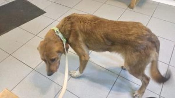 Caramello 💜 Familienanschluss gesucht