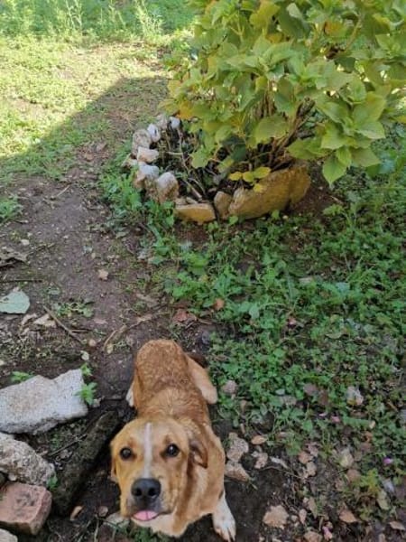 Caramello 💜 Familienanschluss gesucht