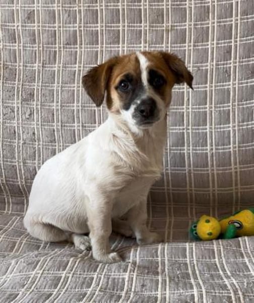 Tolle kleine Mona wartet auf Sie!