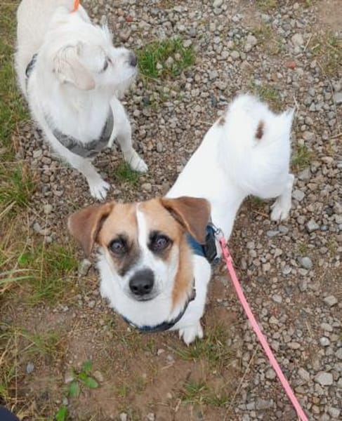 Tolle kleine Mona wartet auf Sie!