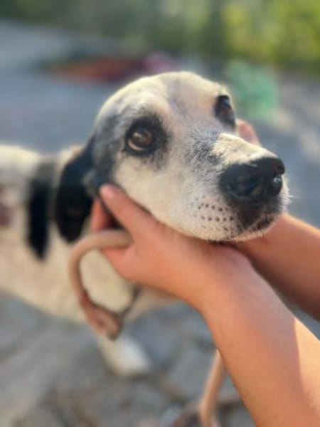 Ein Fall für Kommisar Frank T.