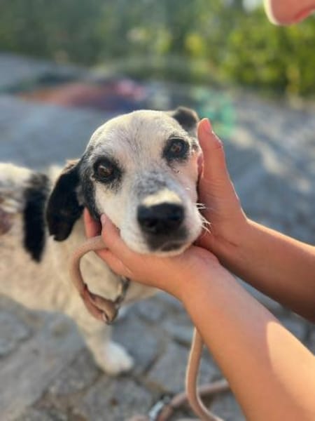 Ein Fall für Kommisar Frank T.