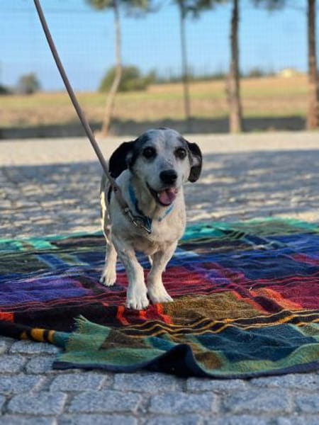 Ein Fall für Kommisar Frank T.