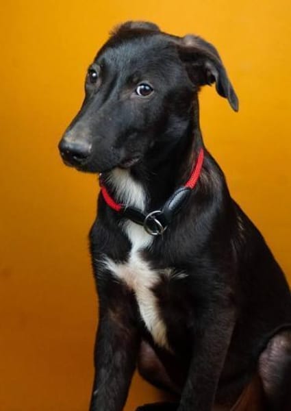 Nero - zart und ein wenig schüchtern