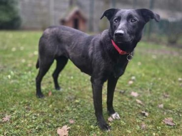 LANA-zarte, wunderschöne Hündin, 52 cm