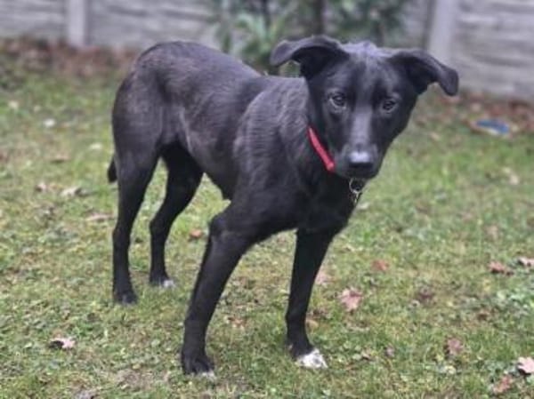 LANA-zarte, wunderschöne Hündin, 52 cm